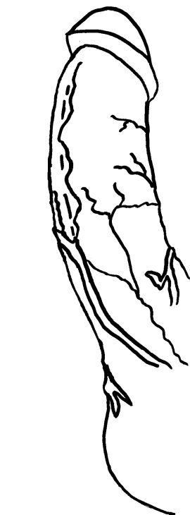 Image: 13022456