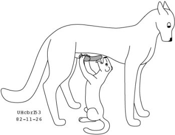 Image: 13019035